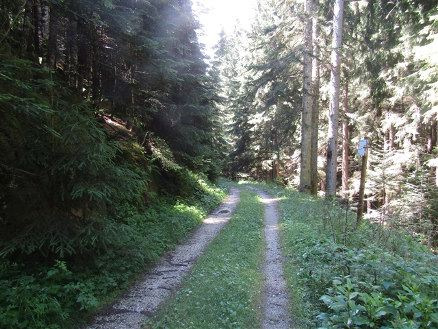 Sentierino nel bosco